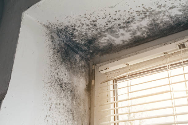 Trusted Black Mold Removal service in North Arlington, NJ - Cheap Mold Removal